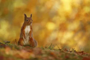 Red squirrel (Sciurus vulgaris) on forest floor with autumn leaves Highlands, Scotland, UK, October