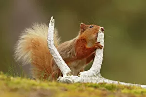 Antler Gallery: Red squirrel (Sciurus vulgaris) gnawing red deer antler for minerals, Cairngorms National Park