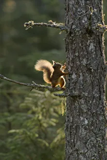 Sciurus Nadymensis Prints: Red squirrel (Sciurus vulgaris) half way up Scots pine (Pinus sylvestris) Black Isle