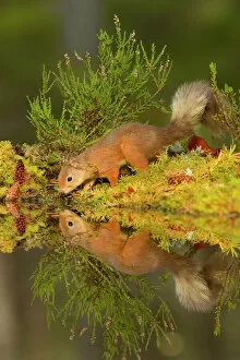 Autumn Gallery: Red squirrel (Sciurus vulgaris) having a drink, Black Isle, Scotland, UK. October