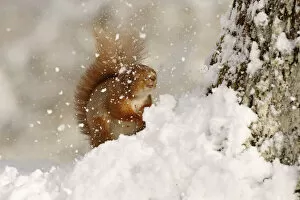 Red squirrel (Sciurus vulgaris) hit by falling snow, Cairngorms National Park, Highlands