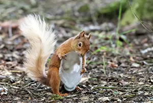 Environmental Issues Prints: Red squirrel (Sciurus vulgaris) investigating a plastic bottle