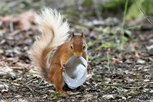 Environmental Issues Prints: Red squirrel (Sciurus vulgaris) investigating a plastic bottle