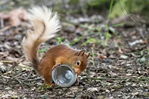 Environmental Issues Prints: Red squirrel (Sciurus vulgaris) investigating a plastic bottle