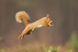 Images Dated 25th March 2012: Red squirrel (Sciurus vulgaris) jumping, Cairngorms National Park, Scotland, March 2012