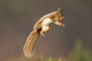 Red squirrel (Sciurus vulgaris) jumping, holding a nut in its mouth, Cairngorms National Park