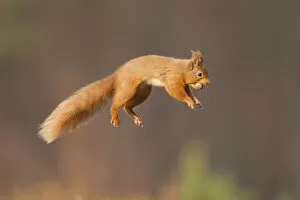 Images Dated 25th March 2012: Red squirrel (Sciurus vulgaris) jumping, Cairngorms National Park, Scotland, March 2012