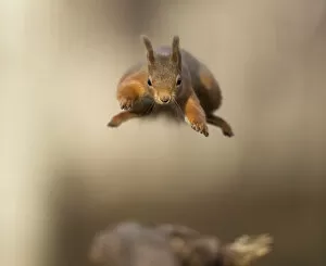 Images Dated 24th February 2018: Red squirrel (Sciurus vulgaris) jumping towards camera. Scotland, UK. February