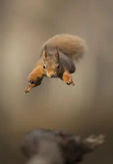 Images Dated 24th February 2018: Red squirrel (Sciurus vulgaris) jumping towards camera. Scotland, UK. February