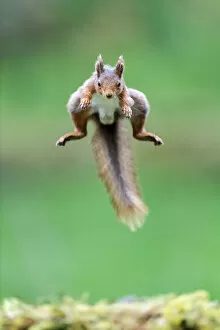 Moving Collection: Red Squirrel (Sciurus vulgaris) jumping over moss covered rock, NorthYorkshire, UK. June, 2021