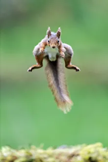 Red Squirrel (Sciurus vulgaris) jumping over moss covered rock, NorthYorkshire, UK. June, 2021