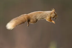 Squirrels Prints: Red squirrel (Sciurus vulgaris) jumping with nut in mouth, Cairngorms National Park