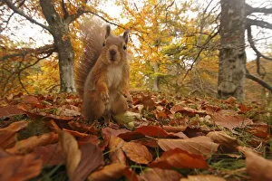 Images Dated 30th October 2015: Red Squirrel (Sciurus vulgaris) in leaf litter in autumnal woodland, Highlands, Cairngorms