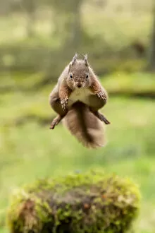 Red squirrel (Sciurus vulgaris) leaping, Hawes, Yorkshire, England, UK, December