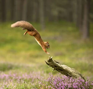 Red Squirrel (Sciurus vulgaris) leaping onto log, Scotland, UK, September