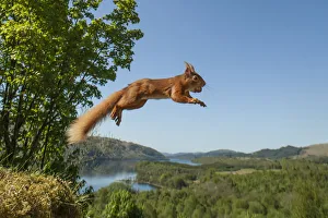 Red squirrel (Sciurus vulgaris) leaping with nut in mouth. Scotland, UK. Small repro only