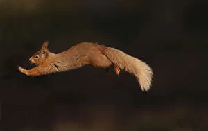 Red squirrel (Sciurus vulgaris) leaping between pine trees in forest in late afternoon light