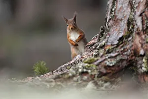 Red squirrel (Sciurus vulgaris) looking round pine tree, Cairngorms National Park