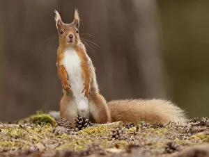SCOTLAND - The Big Picture Gallery: Red Squirrel (Sciurus vulgaris) male standing alert, Cairngorms National Park, Highlands