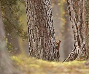Images Dated 15th October 2014: Red squirrel (Sciurus vulgaris) in mature pine forest habitat, Cairngorms National Park
