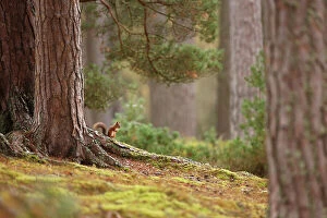 Images Dated 15th October 2014: Red squirrel (Sciurus vulgaris) in mature pine forest habitat, Cairngorms National Park