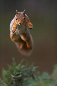 Neil Mcintyre Prints: Red Squirrel (Sciurus vulgaris) in mid leap, the Cairngorms National Park, Highlands