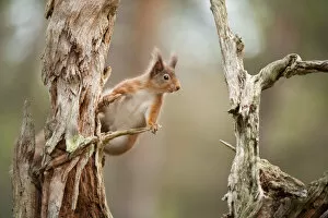 Images Dated 17th November 2011: Red squirrel (Sciurus vulgaris) on old pine stump in woodland, Scotland, UK, November