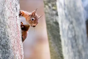 Rodentia Prints: Red squirrel (Sciurus vulgaris) peering out from behind a gravestone in a cemetery