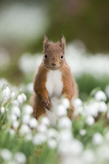Red squirrel {Sciurus vulgaris} portrait amongst snowdrops, UK