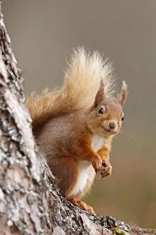 SCOTLAND - The Big Picture Gallery: Red squirrel (Sciurus vulgaris) portrait, Highlands, Scotland, UK, April