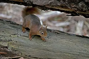 Ear Tufts Prints: Red squirrel (Sciurus vulgaris) portrait, Dorset, England, UK. May
