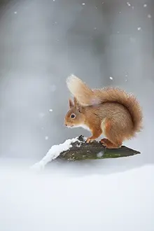 Copyspace Prints: Red squirrel (Sciurus vulgaris) portrait in snow