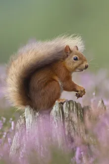 Heather Prints: Red Squirrel (Sciurus vulgaris) portrait on stump in flowering heather. Inshriach Forest