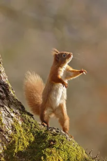 Red Squirrel (Sciurus vulgaris) reaching up and standing on hind legs. Cairngorms National Park