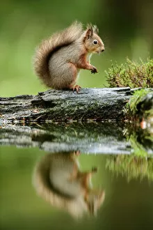 Red squirrel (Sciurus vulgaris) with reflection, sitting in woodland, Yorkshire Dales National Park, Yorkshire, England