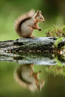 Red squirrel (Sciurus vulgaris) with reflection, sitting in woodland, Yorkshire Dales National Park, Yorkshire, England Red squirrel (Sciurus vulgaris) with reflection, sitting in woodland, Yorkshire Dales National Park, Yorkshire, England