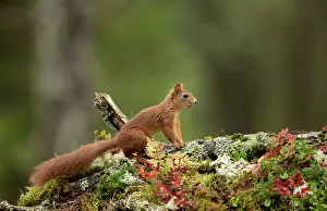 Sciuridae Prints: Red Squirrel (Sciurus vulgaris) resting on a branch in Autumn colours. Norway, September