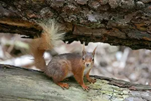 Sciuridae Prints: Red squirrel (Sciurus vulgaris) resting on a log, portrait, Dorset, England, UK. May