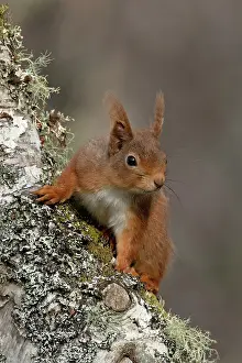 Ear Tufts Prints: Red squirrel (Sciurus vulgaris) resting on tree trunk