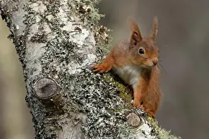 Ear Tufts Prints: Red squirrel (Sciurus vulgaris) resting on tree trunk