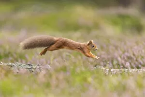 Jumping Gallery: Red squirrel (Sciurus vulgaris) running along fallen log amongst heather, Scotland, UK, September