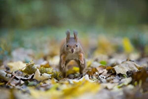 Images Dated 26th October 2010: Red squirrel (Sciurus vulgaris) running over fallen leaves towards camera, on floor of woodland