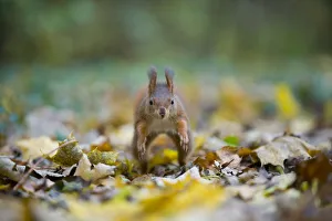 Red squirrel (Sciurus vulgaris) running over fallen leaves towards camera, on floor of woodland