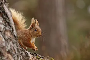 Red squirrel (Sciurus vulgaris) in Scots pine forest, Cairngorms National Park, Highlands