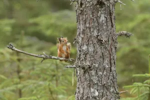 Red squirrel (Sciurus vulgaris) up Scots pine (Pinus sylvestris) Black Isle, Scotland, UK
