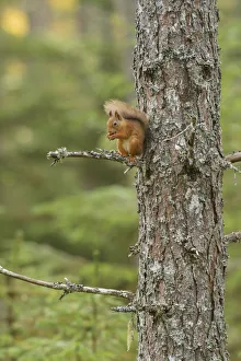 Conifers Prints: Red squirrel (Sciurus vulgaris) up Scots pine (Pinus sylvestris) Black Isle, Scotland, UK