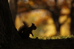 Red squirrel (Sciurus vulgaris) silhouetted against autumnal woodland, Highlands, Scotland