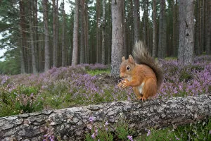 Ericales Gallery: Red squirrel (Sciurus vulgaris) sitting on fallen tree in pine woodland, Glenfeshie