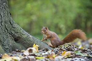 Red squirrel (Sciurus vulgaris) sitting at foot of tree trunk, on woodland floor, in autumn