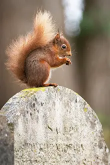 Rodentia Prints: Red squirrel (Sciurus vulgaris) sitting on top of a gravestone in a cemetery